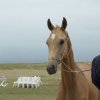 Turkmenistán koně